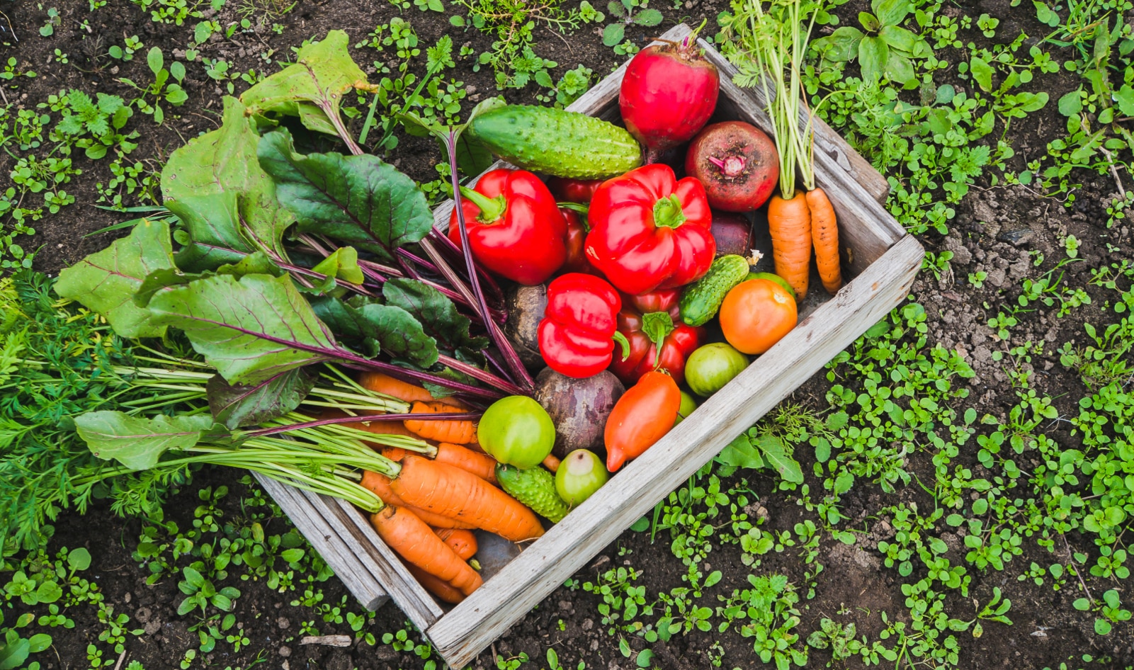 Sustainable vegan lifestyle