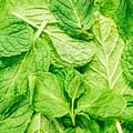 fresh mint leaves