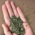 dried thyme