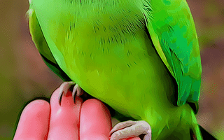 How can individuals promote veganism?